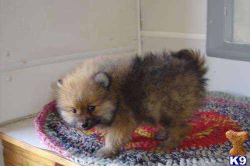 Pomeranian Puppies